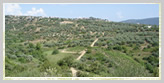 olive groves and vineyards